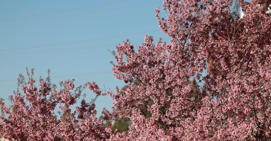 2026 Mortgage renewal Ontario